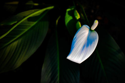 Close-up of blue flowering plant