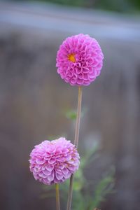 Close-up of pink flower on field