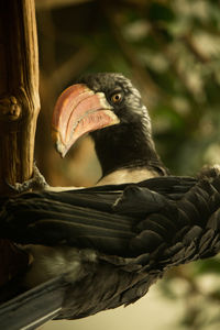 Close-up of annoyed crowned hornbill perching on branch