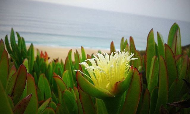 flower, freshness, growth, flower head, petal, fragility, beauty in nature, plant, nature, yellow, leaf, close-up, single flower, blooming, green color, sunflower, focus on foreground, stem, outdoors, day