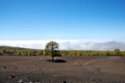 Trees on field against sky