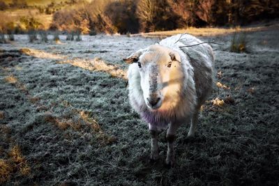 Close-up portrait of sheep standing on field