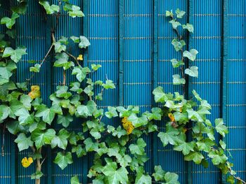 Ivy plants growing by wall