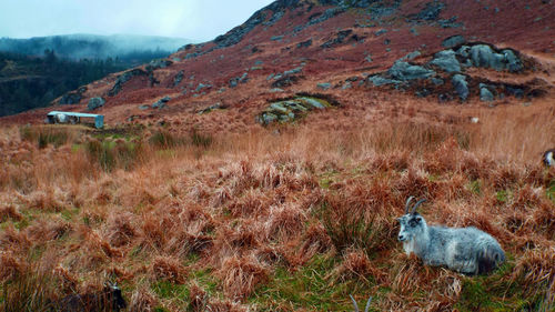 View of goat on land