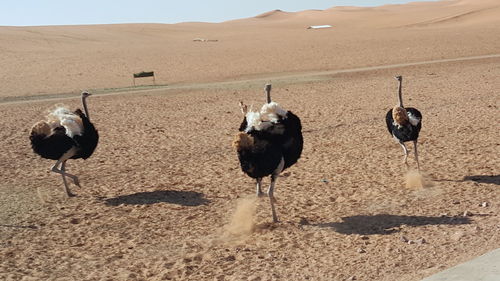 Panoramic view of birds on desert