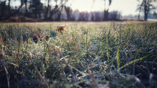 Close-up of plants growing on field