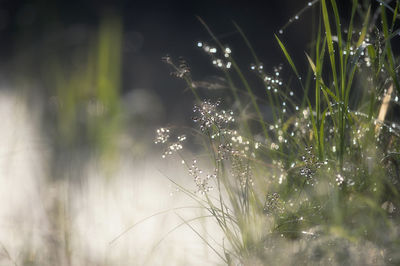 Close-up of wet plant on field