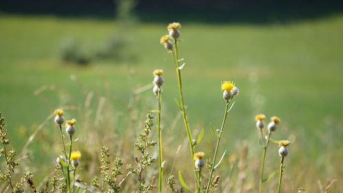 grassland