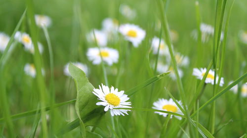 Close-up of white daisy flowers on field