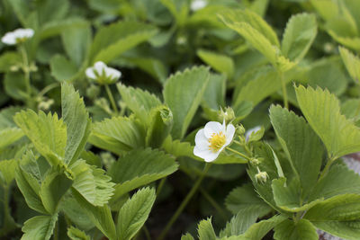 Close-up of flowers blooming outdoors