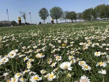 Scenic view of flowering plants on field against sky