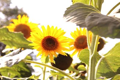 Close-up of sunflowers blooming against sky