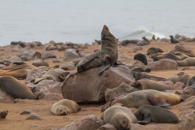 High angle view of sea lion on beach