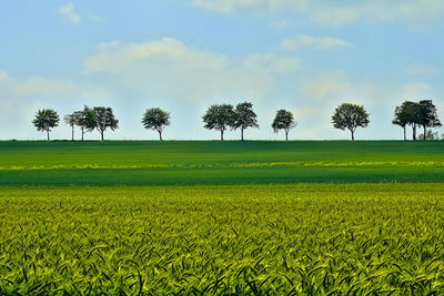 Scenic view of field against sky
