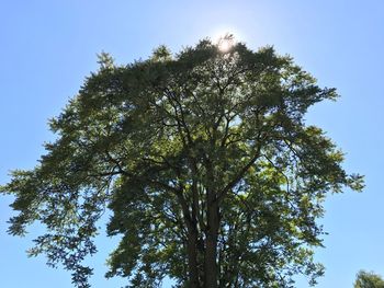 Low angle view of tree against clear sky