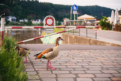 Close-up of bird in city