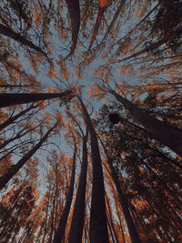 Low angle view of trees against sky
