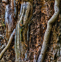 Full frame shot of tree trunk