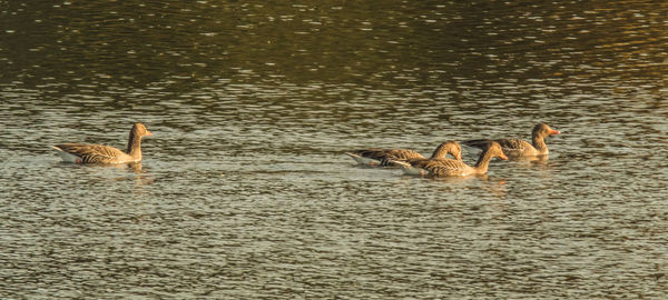 Ducks swimming in lake