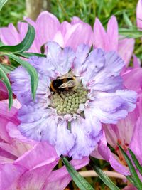 Close-up of bee on flower