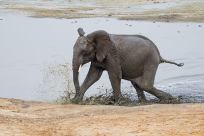 Elephant drinking water