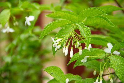 Close-up of green plant