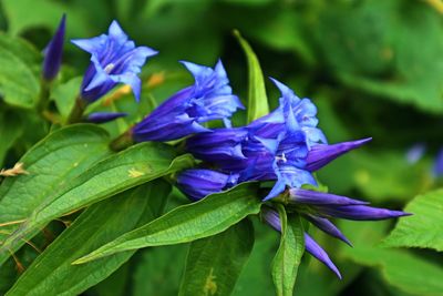 Close-up of purple flowering plant