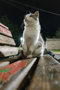 Low angle view of cat sitting on wood