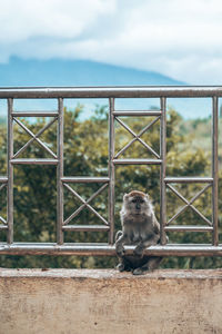 Monkey sitting on railing against sky