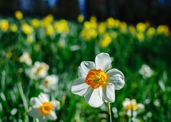 Close-up of yellow flowers blooming on field