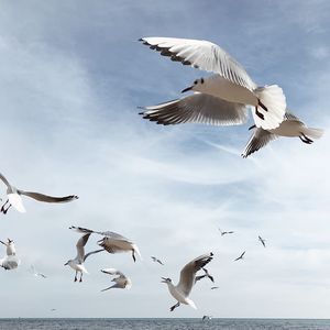 Seagulls flying over sea against sky