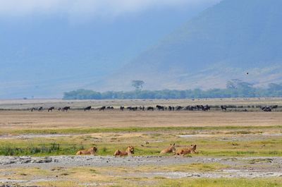 Flock of sheep in a field