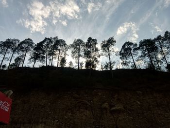 Low angle view of trees in forest against sky