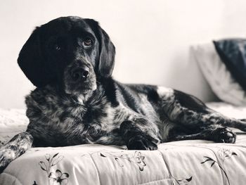 Close-up of dog lying down