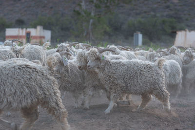 Sheep standing in a field