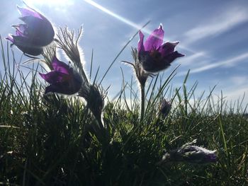 Close-up of pink flowering plants on field