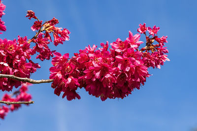 Low angle view of cherry blossoms against blue sky