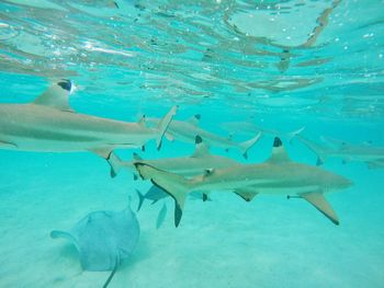 Fish swimming in sea