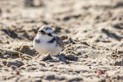 Close-up of bird on sand