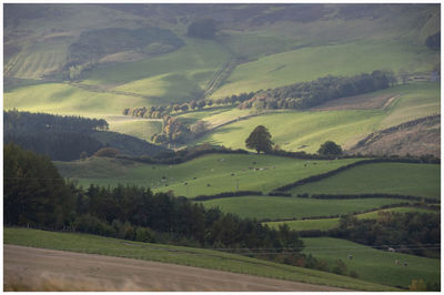 Scenic view of agricultural field