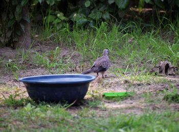 Pigeon perching on a field