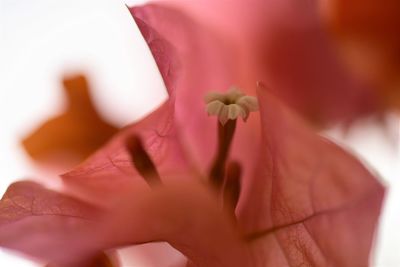 Close-up of hand on pink flowering plant