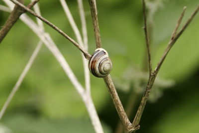 Close-up of snail