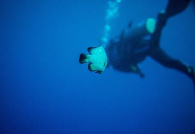 Fish swimming in sea