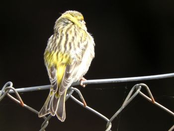 Close-up of bird perching on branch