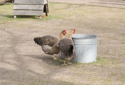 Two brown chickens drink water from a bucket, copy space