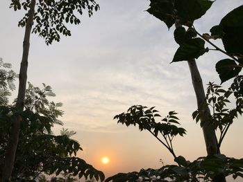 Low angle view of silhouette trees against sky during sunset