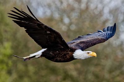 Close-up of bald eagle flying in mid-air
