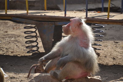 Close-up of monkey