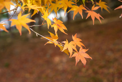Close-up of maple leaves on plant